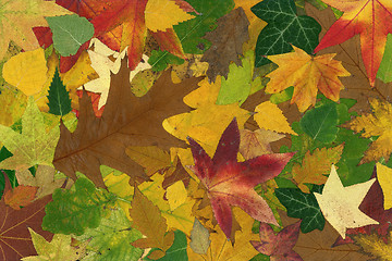 Image showing Autumn Background