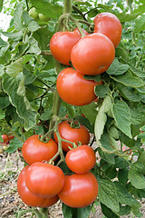 Image showing Tomato