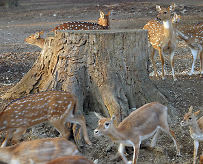 Image showing Deers