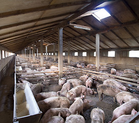 Image showing Big Pig farm