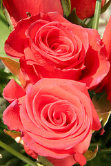 Image showing Two roses