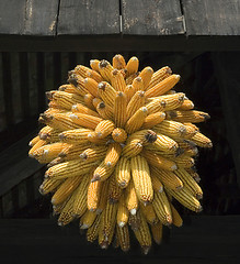 Image showing Corn