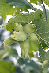 Image showing Green hazelnut