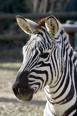 Image showing Zebra