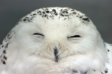 Image showing Snow owl