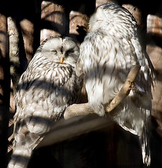 Image showing Owls