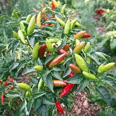 Image showing Peppers