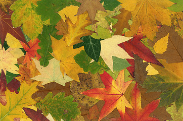 Image showing Fall Background