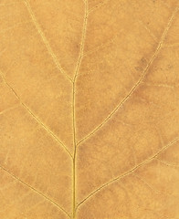 Image showing Leaf