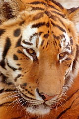 Image showing Tiger face