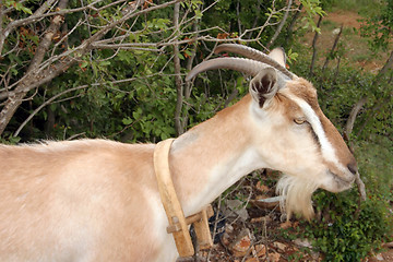 Image showing Billy goat