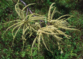 Image showing Chestnut flower