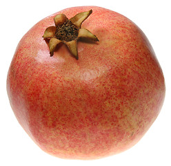 Image showing Pomegranate