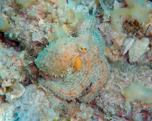 Image showing Mediterranean octopus