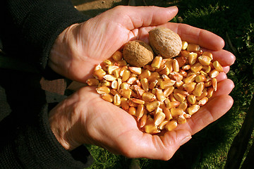 Image showing Hands With Fall Goods