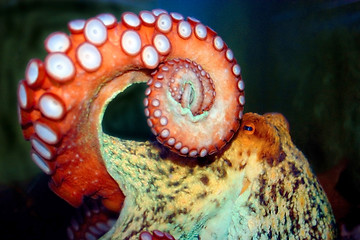 Image showing Octopus