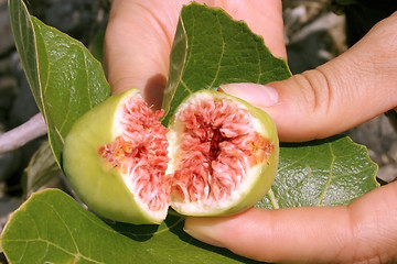 Image showing Fresh fig