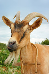 Image showing Goat