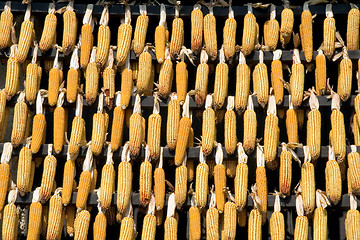 Image showing Corn