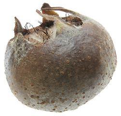 Image showing Medlar