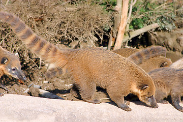 Image showing Racoons