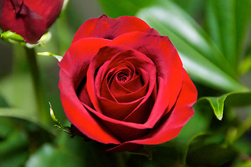 Image showing red rose looking down spiral