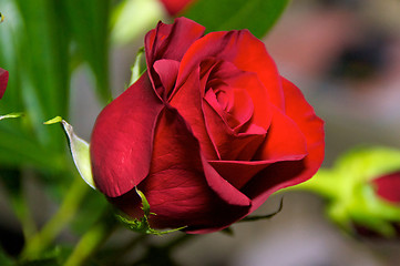 Image showing red rose up close