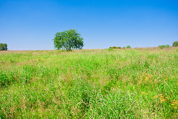 Image showing Tree and field