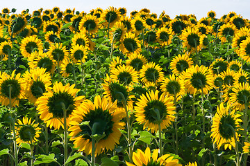 Image showing Sunflowers