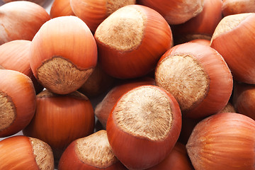 Image showing Hazelnuts or filbert