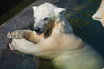 Image showing Polar bear