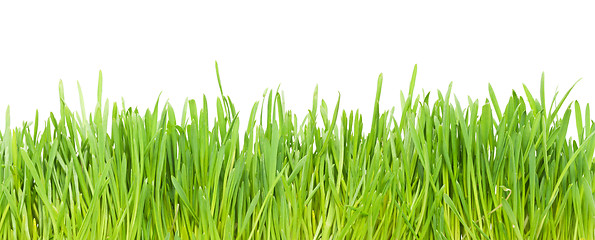 Image showing Green grass