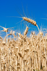 Image showing Wheat field