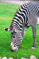 Image showing Zebra