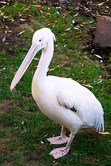 Image showing Pelican