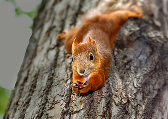 Image showing Squirrel hanging on a tree