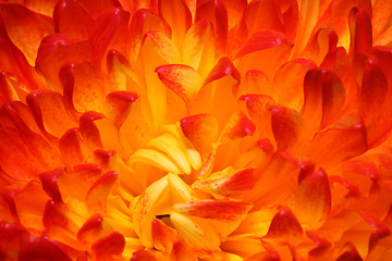 Image showing red chrysanthemum