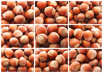 Image showing Hazelnuts or filbert nuts