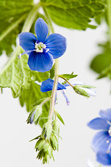 Image showing Dark blue field flower