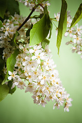 Image showing Bouquet of a blossoming bird cherry in a vase on a table