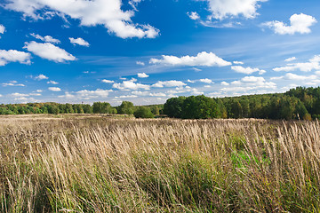 Image showing Meadow