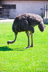 Image showing Ostrich