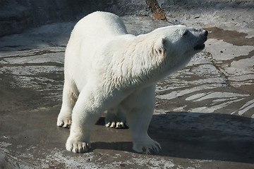 Image showing Polar bear