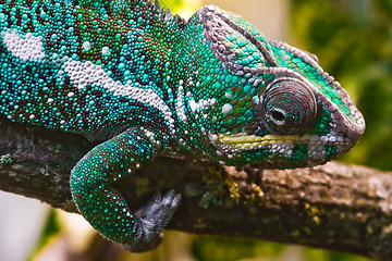 Image showing Panther chameleon