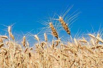 Image showing Wheat field