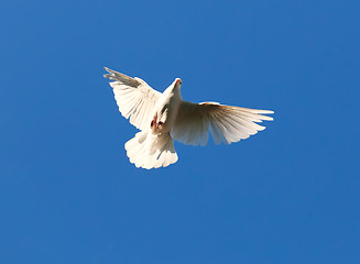 Image showing White pigeon