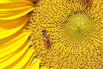 Image showing Sunflower