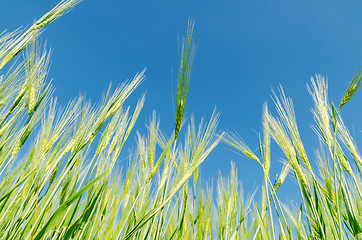 Image showing blue sky over green barley