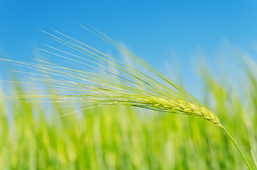 Image showing green spica over field. soft focus