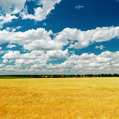 Image showing blue dramatic sky over golden field